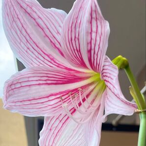 9 希少、秋咲き シロスジアマリリス 発芽発根球根1個 無農薬栽培