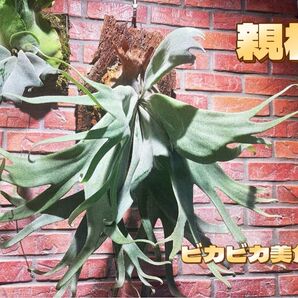 ビカクシダP. willinckii “Laora”pup 株分子株