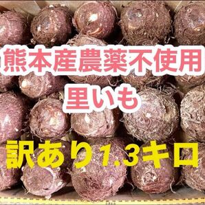 熊本産農薬不使用里いも 訳あり1.3キロ