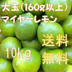 熊本県産 マイヤーレモン 大玉 10kg 送料無料
