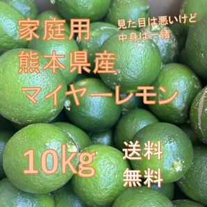 熊本県産 マイヤーレモン 家庭用 10kg 送料無料