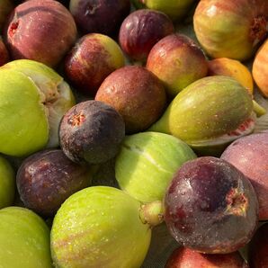 挿木苗 イチジク