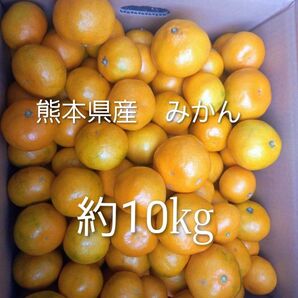 熊本県産みかん