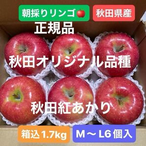 【11月5日朝採りリンゴ】秋田県産 紅あかり M〜Lサイズ6個入 秋田オリジナル品種 甘さしっかり 酸味おさえめ 美品 即日発送