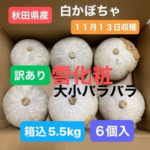 【11月13日収穫】秋田県産 白かぼちゃ 雪化粧 6個入 かさぶたありお得用 大小不揃い 箱込5.5キロ 白かぼちゃ 伯爵かぼちゃ