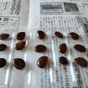 【家庭菜園】柿の種子「次郎柿」(15個)