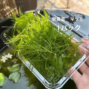 水草 マツモ 1パック分