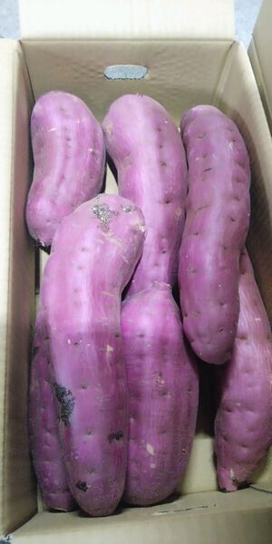 熊本県産紅はるか20キロ