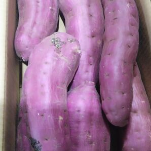 熊本県産紅はるか20キロ