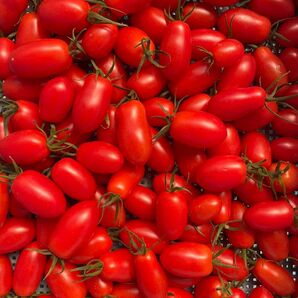 熊本県産ミニトマトアイコ900g