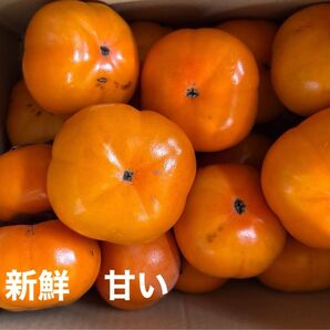 茨城県 産農薬不使用 甘柿