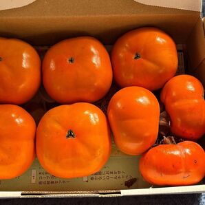 茨城県 産農薬不使用 甘柿