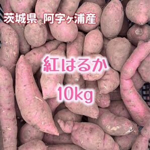 茨城県産 紅はるか 10kg 土付き 不揃い