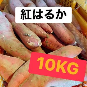 9/10収穫 熟成済 紅はるか 10kg 土付き サイズ不選別 焼き芋 干し芋 さつまいも