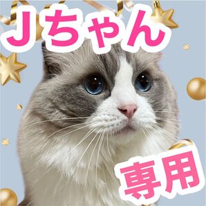 7Catsラグドールグッズ