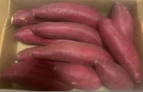 5 1特売♪さつまいも 千葉県産 シルクスイート 1. 4kg