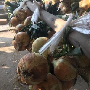 1箱限定 淡路島産 玉ねぎ ターザン5キロ 農家直送/玉葱