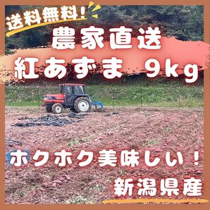 紅あずま 9kg 規格外品 キュアリング済み さつまいも 紅アズマ 紅東 サツマイモ べにあずま