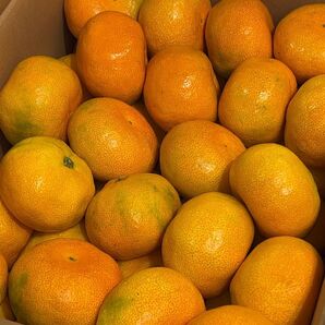 熊本県産 早生みかん M〜Lサイズ箱込5キロ