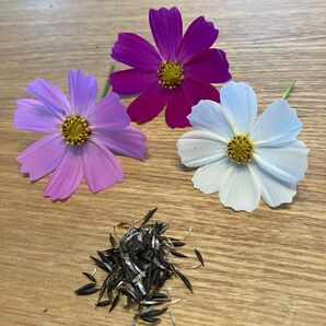NEW2025年訳あり3色混ざったコスモスの種とおまけ