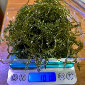 海ぶどう クビレヅタ 200g リフジウム