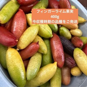 フィンガーライム果実 400g 今時期の品種を混ぜてご発送 農家直送