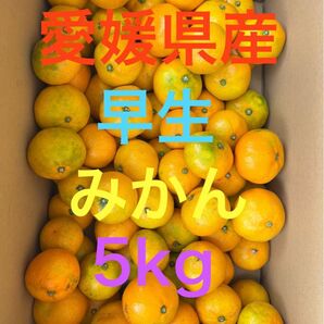 【愛媛産】早生 みかん 5kg (訳あり)