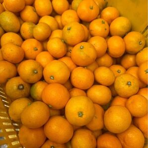 【和歌山県産みかん 豊福】極小玉 約1.0kg 1,400円 ご家庭用