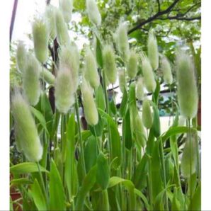 ラグラス オバタスの種子10房