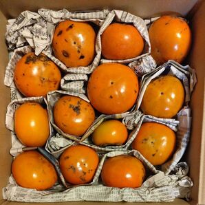最終価格①兵庫県産富有柿 無農薬 サイズ色々 現物写真です(11月7日撮影、箱込重量約3.7kg、26個)デザート サラダにも