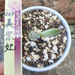 ミックスベリア 069 美紫妃 おらいさん苗 葉挿し 双頭 抜き苗 鉢 A-25