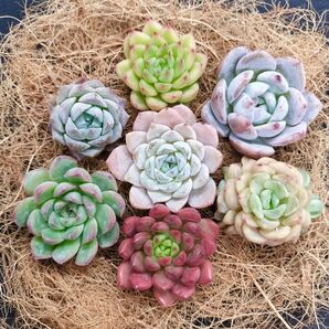 No.06 これから紅葉しますセット♪ 新入荷☆ 7苗セット 名前あり 多肉植物 エケベリア 韓国苗 カット苗 寄せ植え