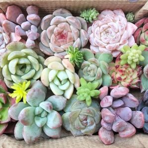 57 写真のセットをお送りします 多肉植物 カット苗詰め合わせ 多肉弁当 寄せ植え 箱サイズ 9cm x 14cm