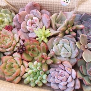 50 写真のセットをお送りします 多肉植物 カット苗詰め合わせ 多肉弁当 寄せ植え 箱サイズ 14cm x 9cm