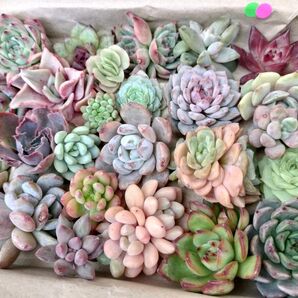 写真のセットをお送りします 多肉植物 多肉弁当 寄せ植え 詰め合わせ 箱サイズ 19cm x 14cm