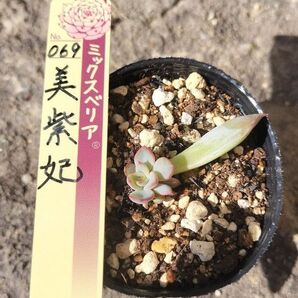 ミックスベリア 069 美紫妃 おらいさん苗 葉挿し 双頭 抜き苗 ポットサイズ 6cm