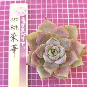 ミックスベリア 050 桃染華 おらいさん カット苗