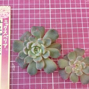 ミックスベリア 032 眠り姫 おらいさん カット2苗