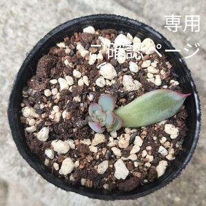 専用ページ ミックスベリア 069 美紫妃 おらいさん苗 葉挿し 単頭 抜き苗 ポットサイズ 6cm 1780円