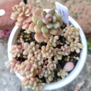 桜のしずく めでるさん苗 全部抜き苗 鉢 A-30 多肉植物 まだまだこれから紅葉します 良く増えます 激カワ☆☆