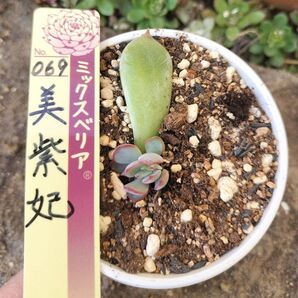 ミックスベリア 069 美紫妃 おらいさん苗 葉挿し 抜き苗 ポットサイズ A-25