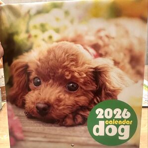 新品/ワンコカレンダー 2026年 壁掛け プードルチワワパグ他 企業名あり