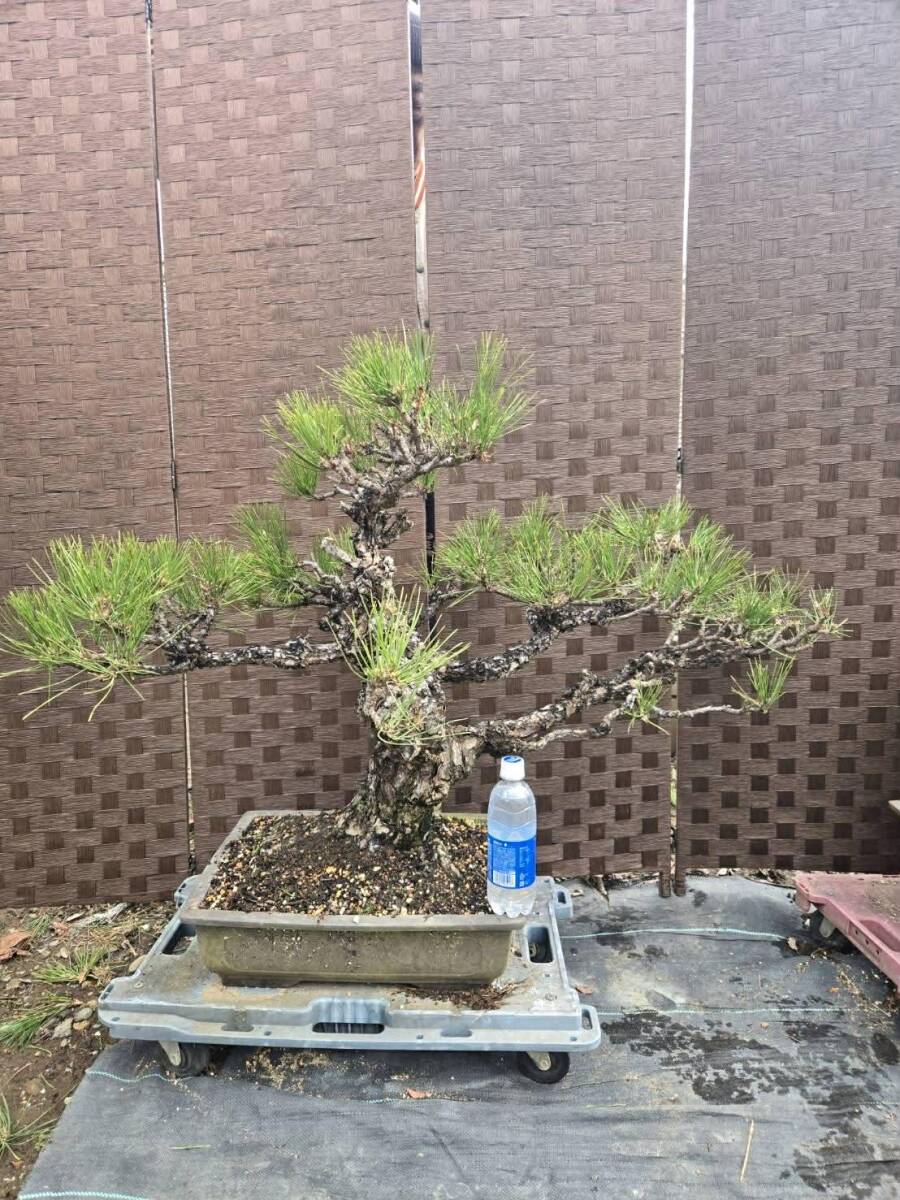 極太、黒松、古幹 　　引き取り限定