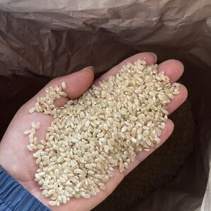 コシヒカリ発祥の地 令和7年産 福井県産 コシヒカリ 玄米20kg 新米