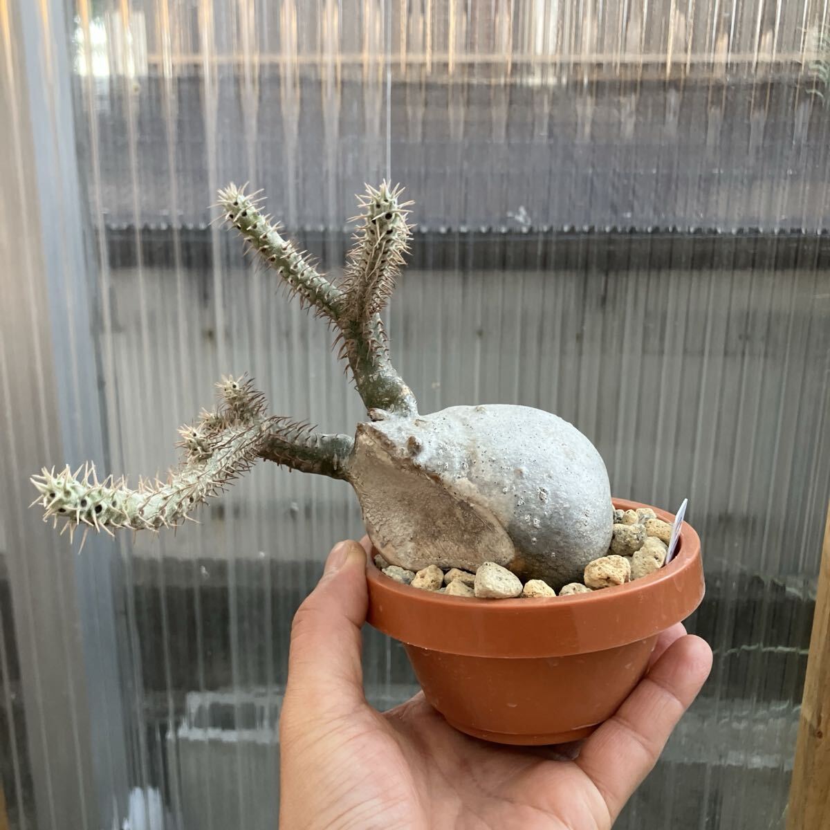 2025年最新】Yahoo!オークション -パキポディウム グラキリス 現地球