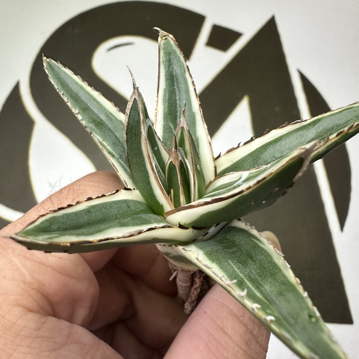 Yahoo!オークション -「アガベ 氷山」の落札相場・落札価格