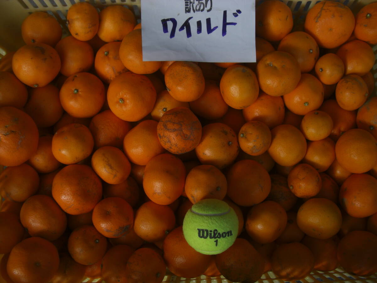 Ⅱ▲訳あり！１０Kg大きさいろいろ▼ちょいわる？の青いみかんです●ミックスサイズ