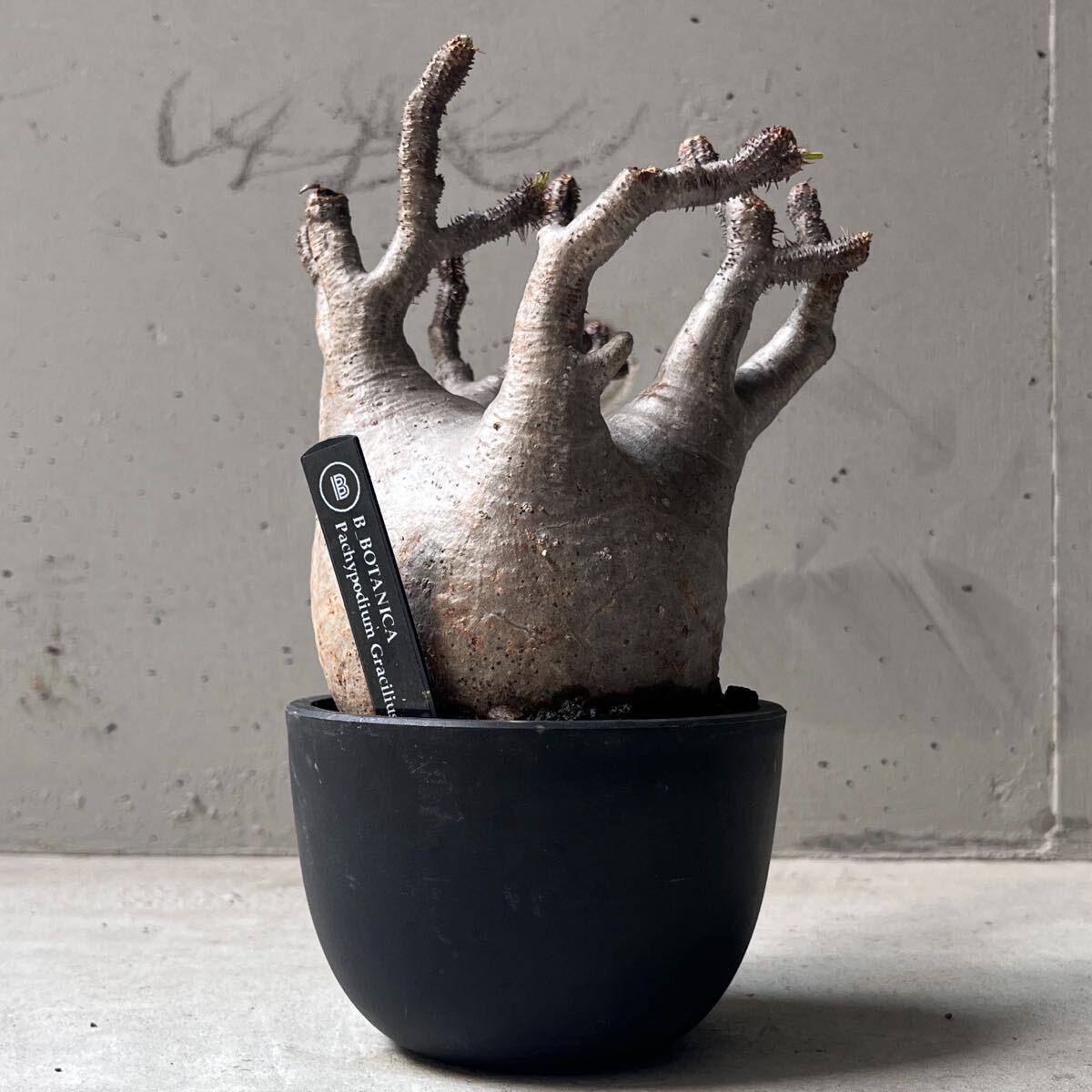 最終値下げ特価❗本日まで❗早いもの勝ち❗パキポディウム　グラキリス現地球　大株 Yahoo!オークション -「パキポディウム グラキリス 現地球」の落札相場