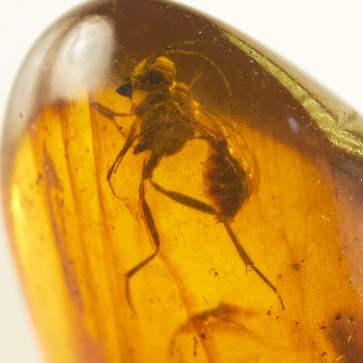 Yahoo!オークション -「化石 琥珀 虫」の落札相場・落札価格