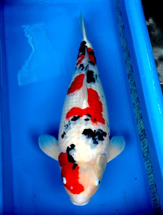 年末〆の鯉！！上品な三毛！！　大正三色　63センチ　メス　有田農産